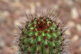 Image of Organ Pipe Cactus