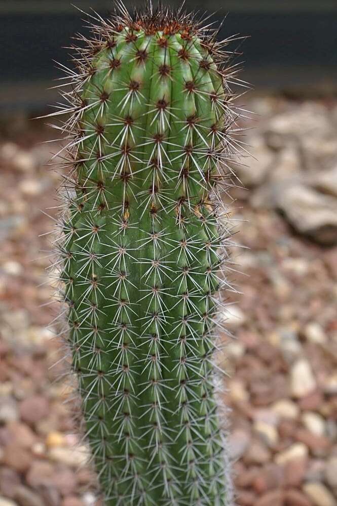 Image of Organ Pipe Cactus