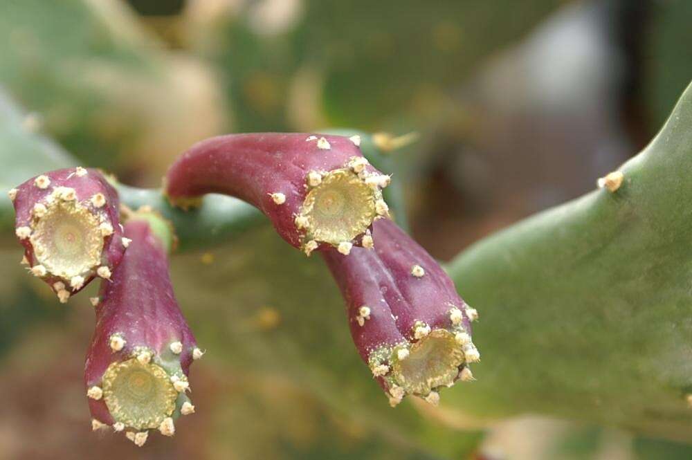 Image of Opuntia dillenii