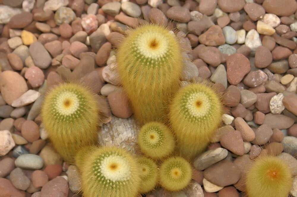 Image of Parodia lenninghausii (F. Haage) F. H. Brandt ex Eggli & Hofacker