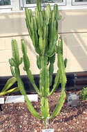 Image of Euphorbia abyssinica J. F. Gmel.