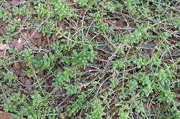 Image of Delosperma echinatum (Lam.) Schwant.