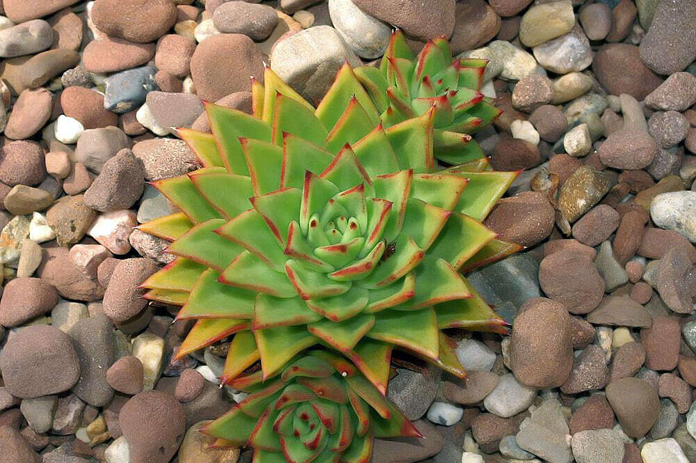 Image of Echeveria agavoides Lem.