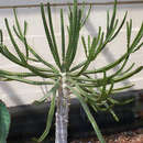 Image of Euphorbia wakefieldii N. E. Br.