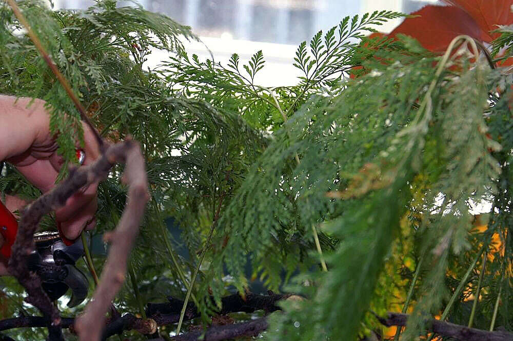 Image of Lacy hare’s-foot fern