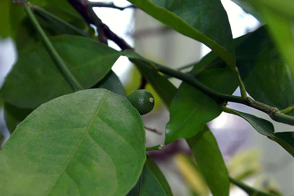 Image of Citrus × sinensis