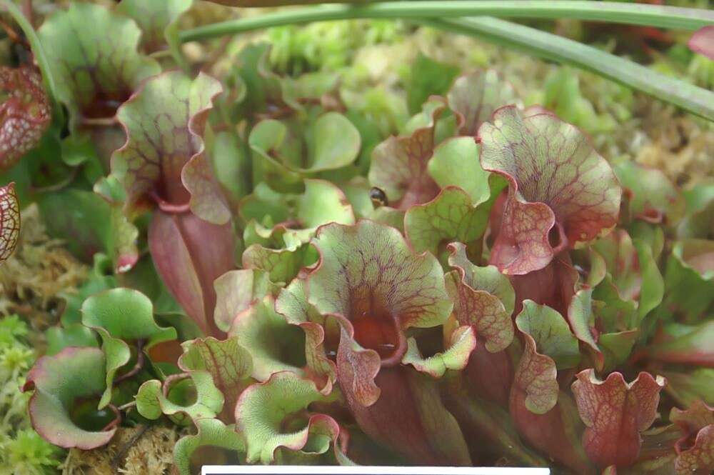 Image of purple pitcherplant