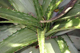 Aloe somaliensis C. H. Wright ex W. Watson resmi