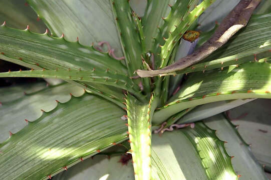 Слика од Aloe somaliensis C. H. Wright ex W. Watson