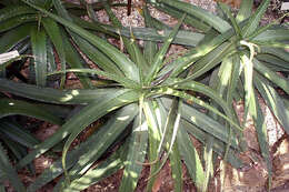 Aloe somaliensis C. H. Wright ex W. Watson resmi