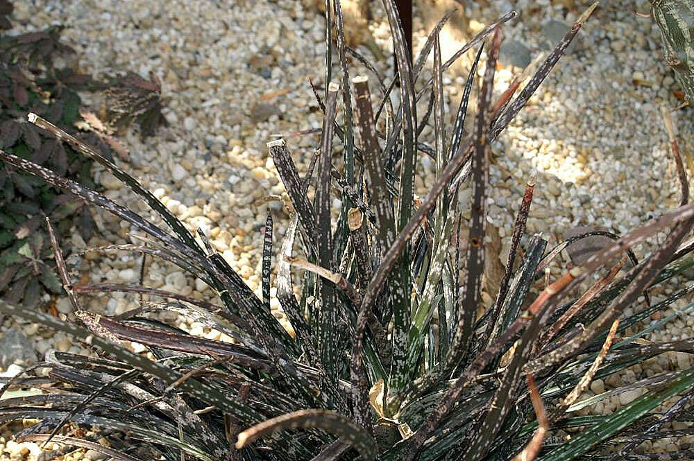 Image of Gasteria pulchra (Aiton) Haw.