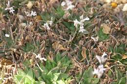 Image of Haworthia herbacea (Mill.) Stearn