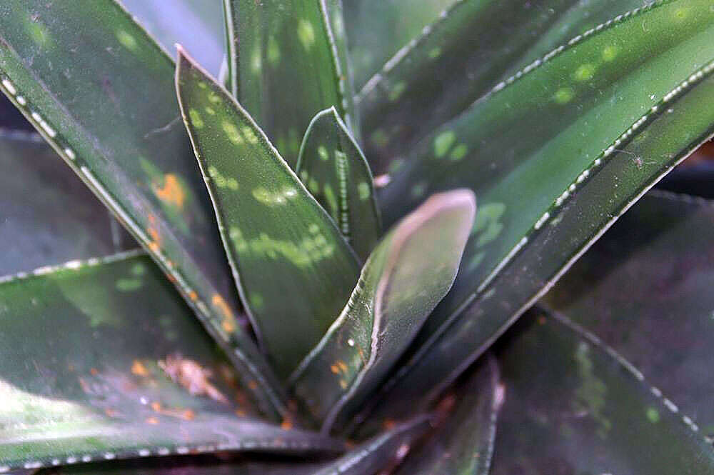 Image of Gasteria croucheri (Hook. fil.) Baker