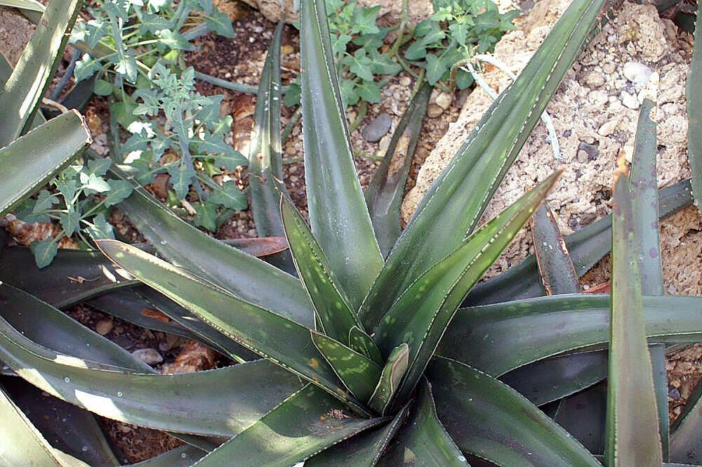 Image of Gasteria croucheri (Hook. fil.) Baker