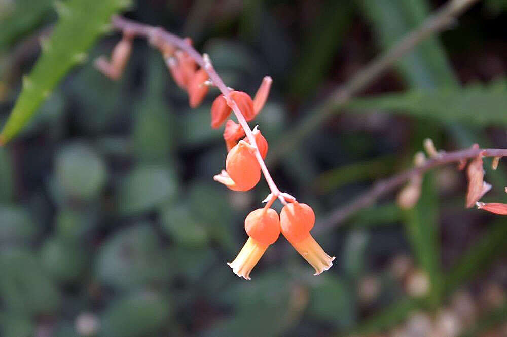 Image of Gasteria glomerata van Jaarsv.