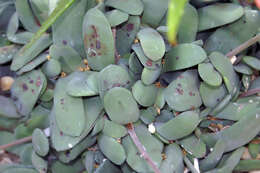 Image of Gasteria glomerata van Jaarsv.