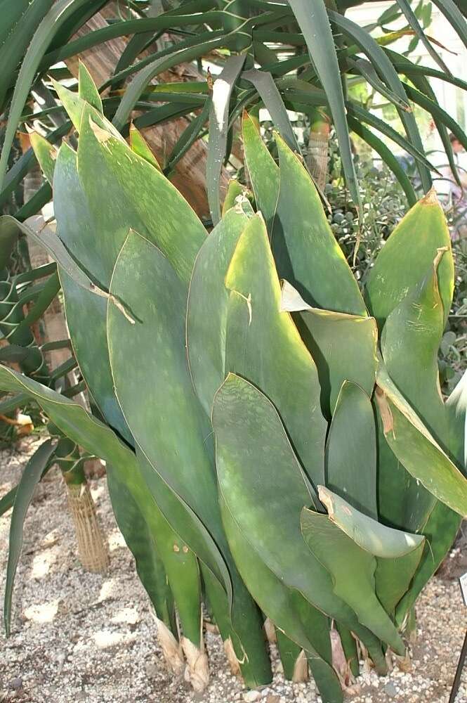 Image of Sansevieria masoniana Chahin.