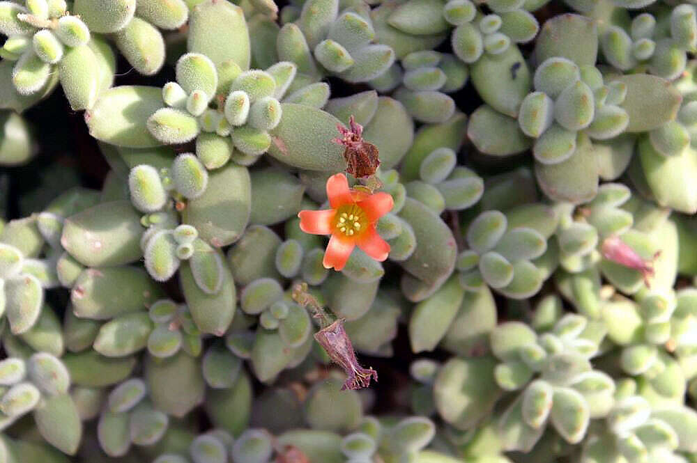 Image of Cotyledon tomentosa Harv.