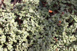 Image of Cotyledon tomentosa Harv.