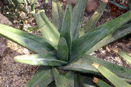 Image of Gasteria excelsa Baker