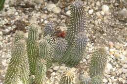 Image of Hoodia macrantha