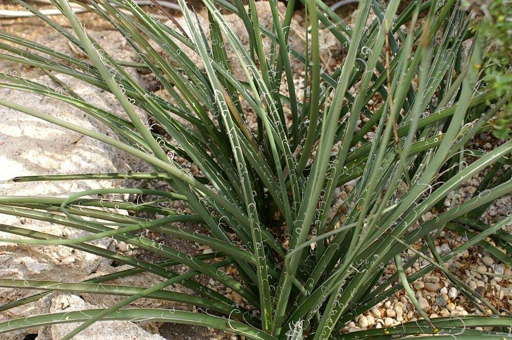 Image of redflower false yucca