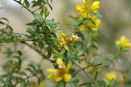 Image of creosote bush