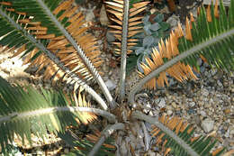 Image of Cycad