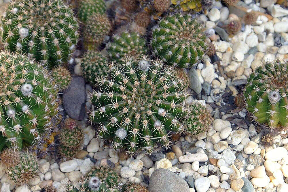 Echinopsis calochlora K. Schum. resmi