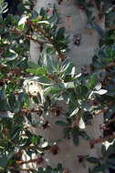 Image of boojum tree