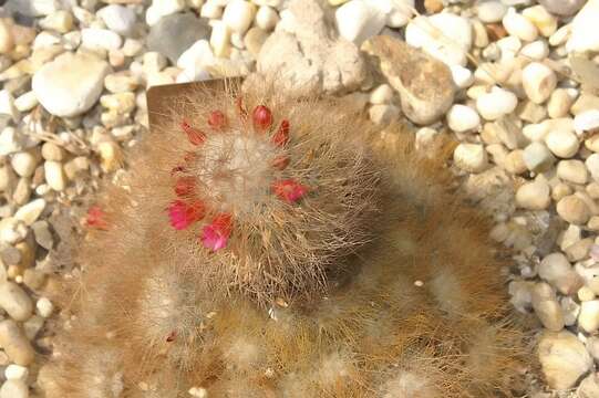 Image of Mammillaria rekoi (Britton & Rose) Vaupel