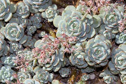 Image of Echeveria derenbergii J. A. Purpus