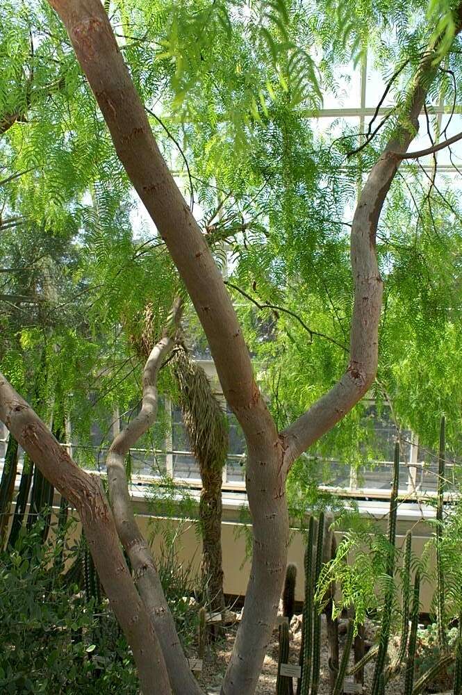 Image of honey mesquite