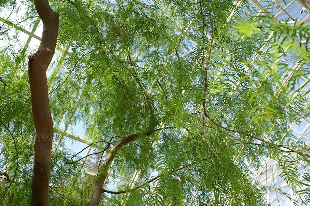 Image of honey mesquite