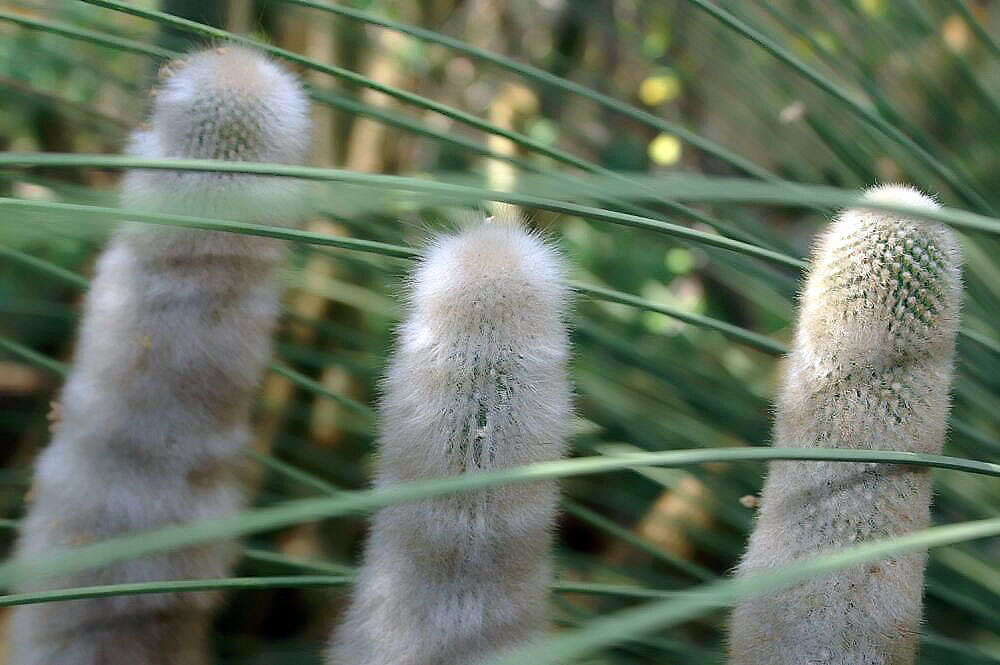 Image of Cleistocactus hyalacanthus (K. Schum.) Rol.-Goss.