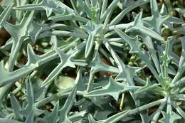 Senecio kleiniiformis的圖片