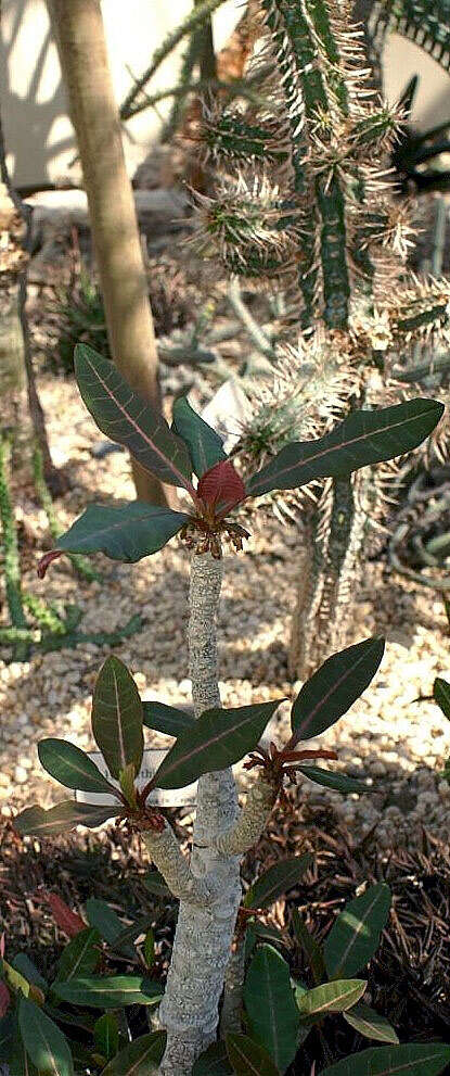 Image of Euphorbia millotii Ursch & Leandri