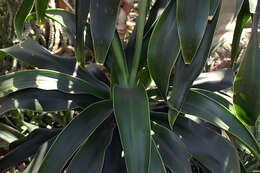 Image of large-leaved dragon tree