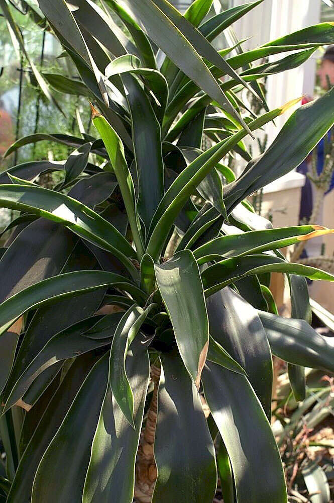 Image of large-leaved dragon tree