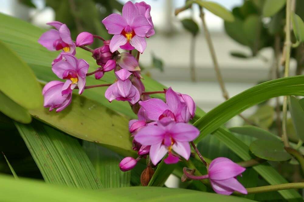 Imagem de Spathoglottis plicata Blume