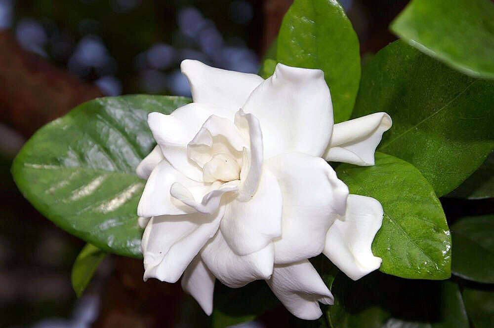 Image de Gardenia jasminoides J. Ellis