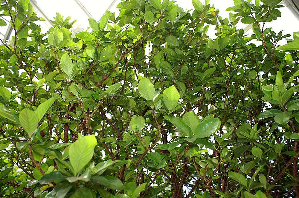 Image of Cape jasmine