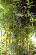 Image of common bamboo