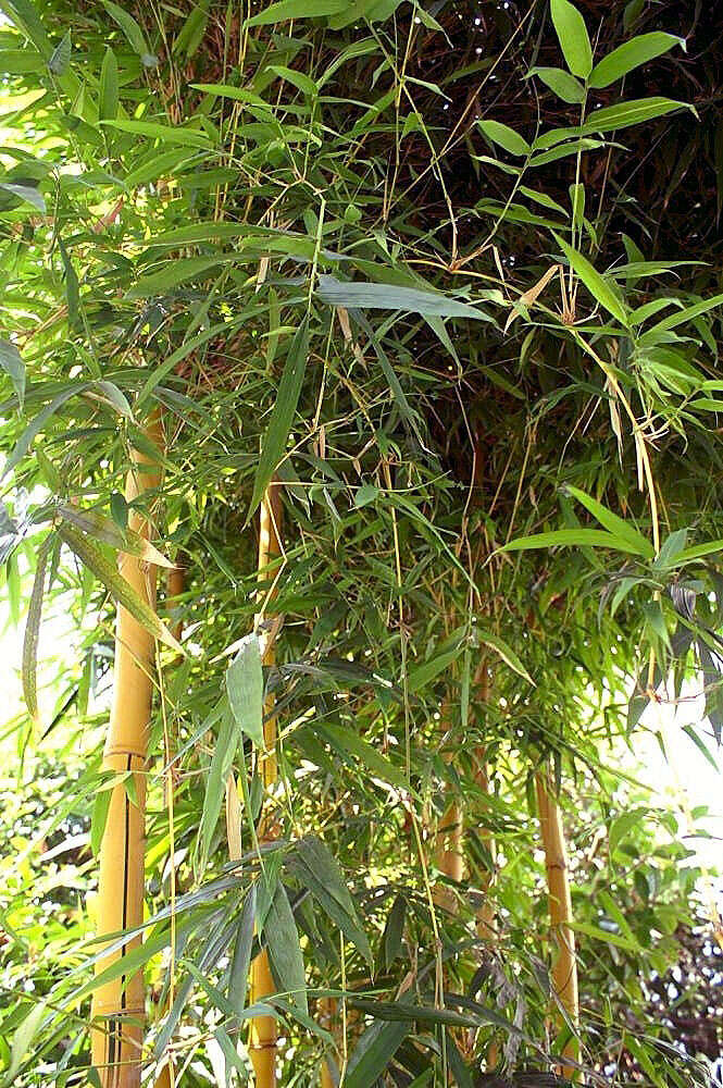 Image of common bamboo