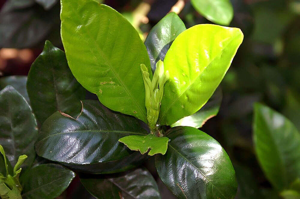 Image of Cape jasmine