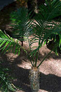 Image of Cycad