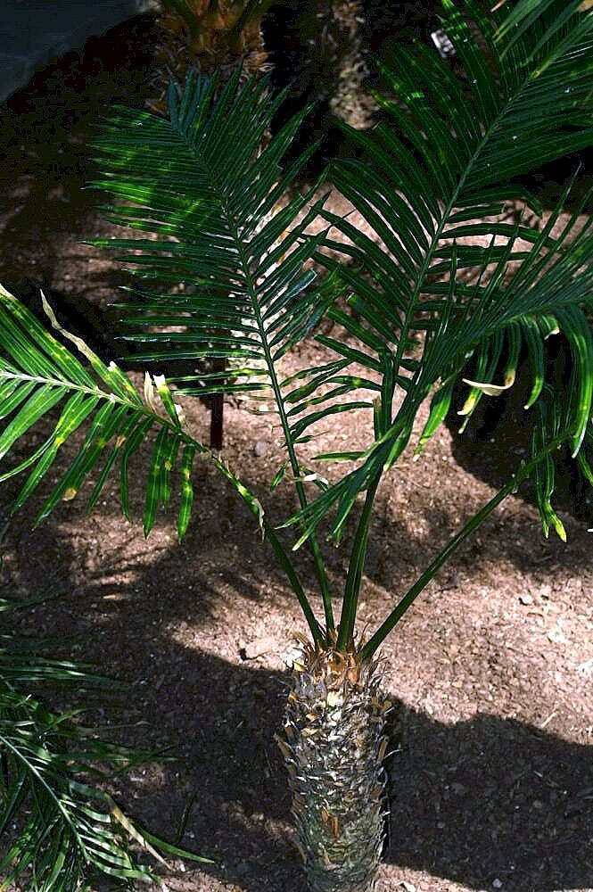 Image of Cycad