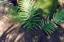 Image of Cycad