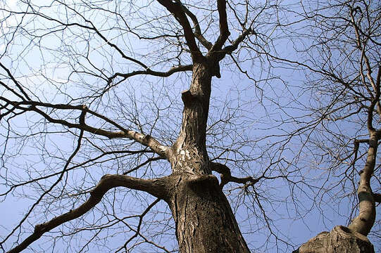 Plancia ëd Gleditsia triacanthos L.