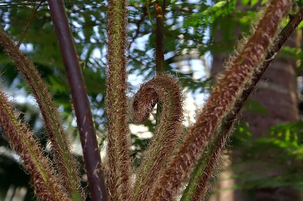 Image of Lacy Tree Fern